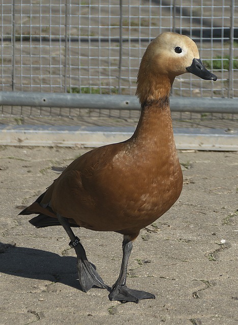 轮迎战山西