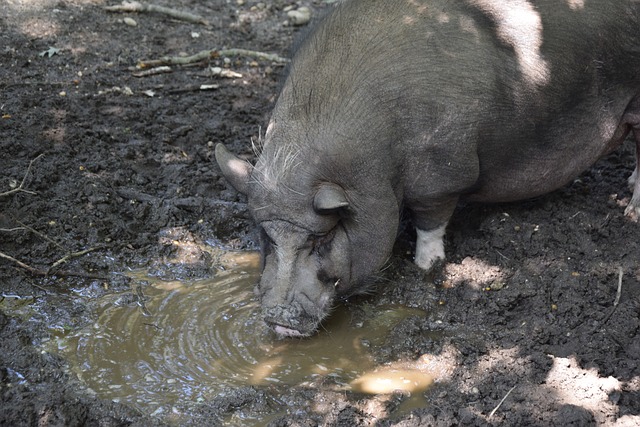 着俱乐部的 着俱乐部的